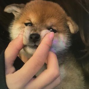 Meet your Posher, Nora